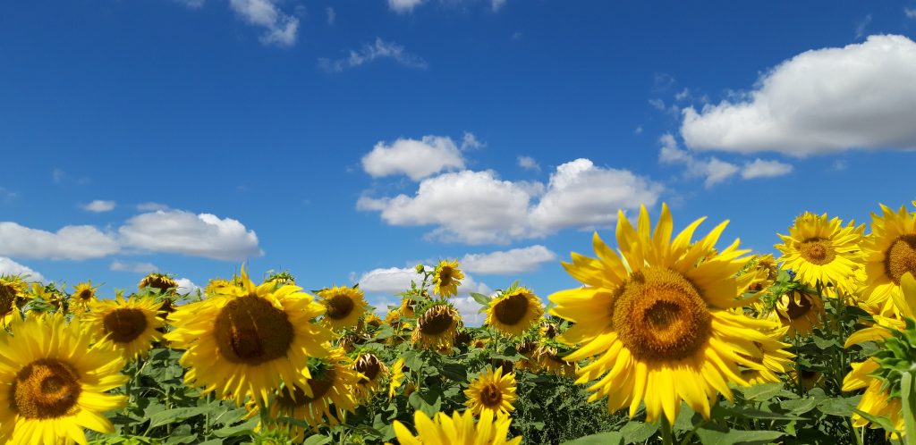 Sunflower field on the backdrop of clear blue sky